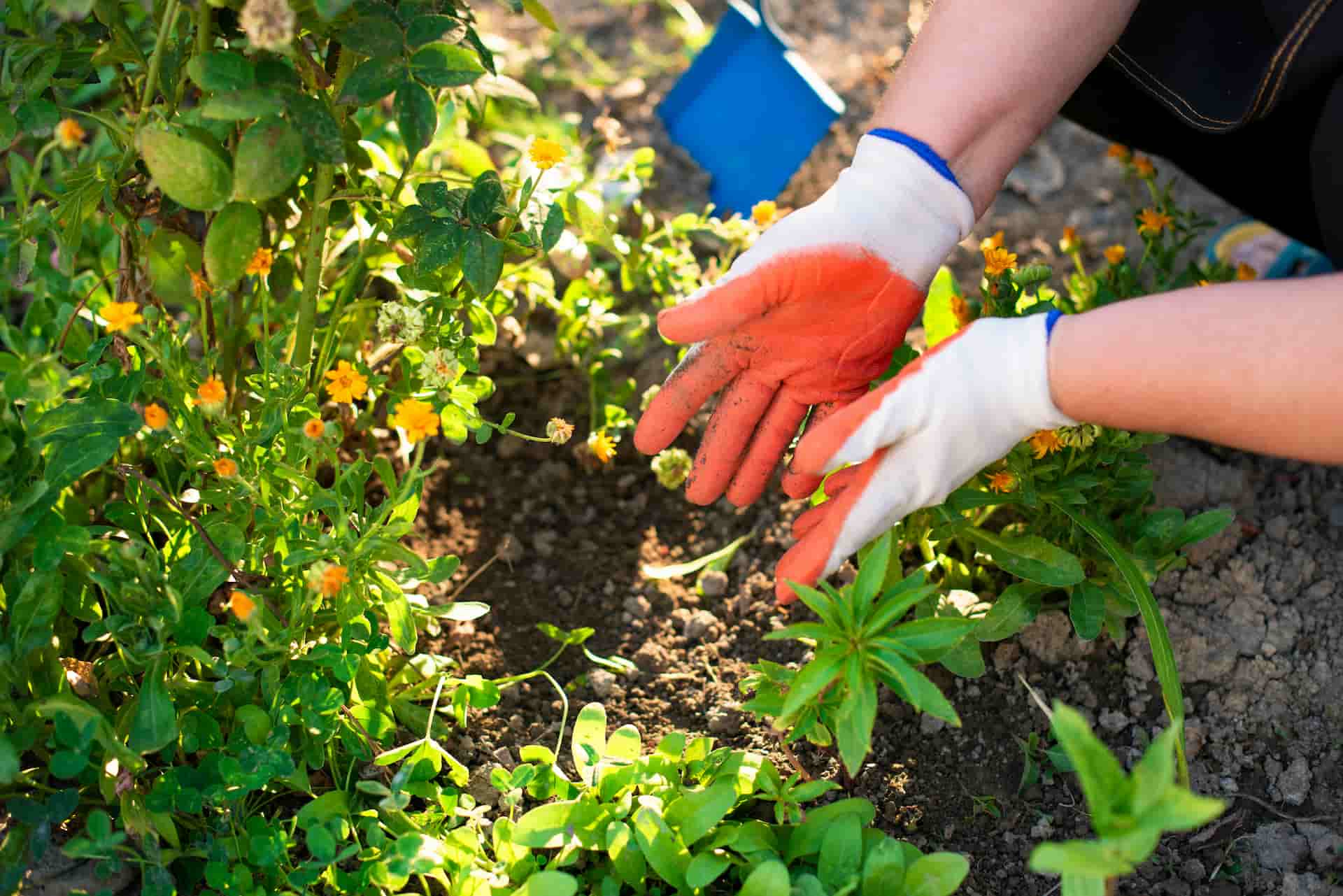 Trädgårdsredskap för plantering och beskärning